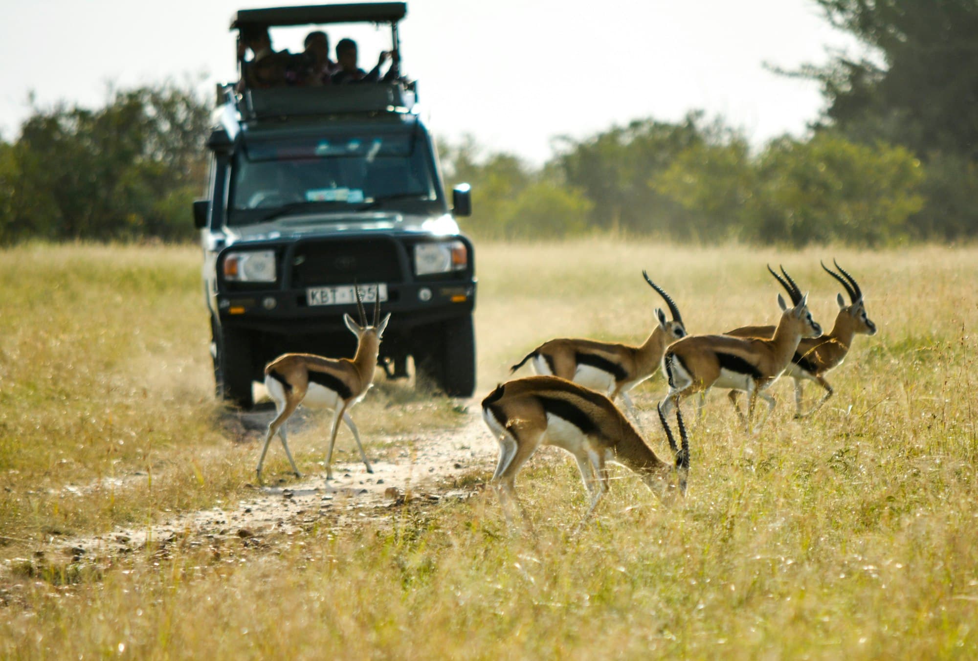 A safari vehicle among gazelles